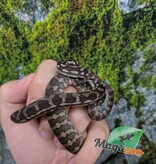 Magazoo Baby Carpet Coastal python 'Coastal x diamond' #4 (July 2026)