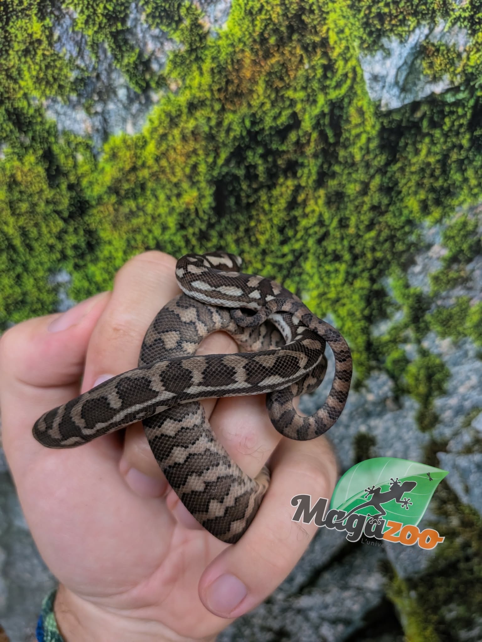 Magazoo Baby Carpet Coastal python 'Coastal x diamond' #4 (July 2026)