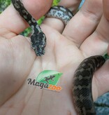 Magazoo Baby Carpet Coastal python 'Coastal x diamond' #3 (July 2026)