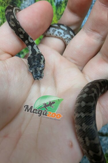 Magazoo Baby Carpet Coastal python 'Coastal x diamond' #3 (July 2026)