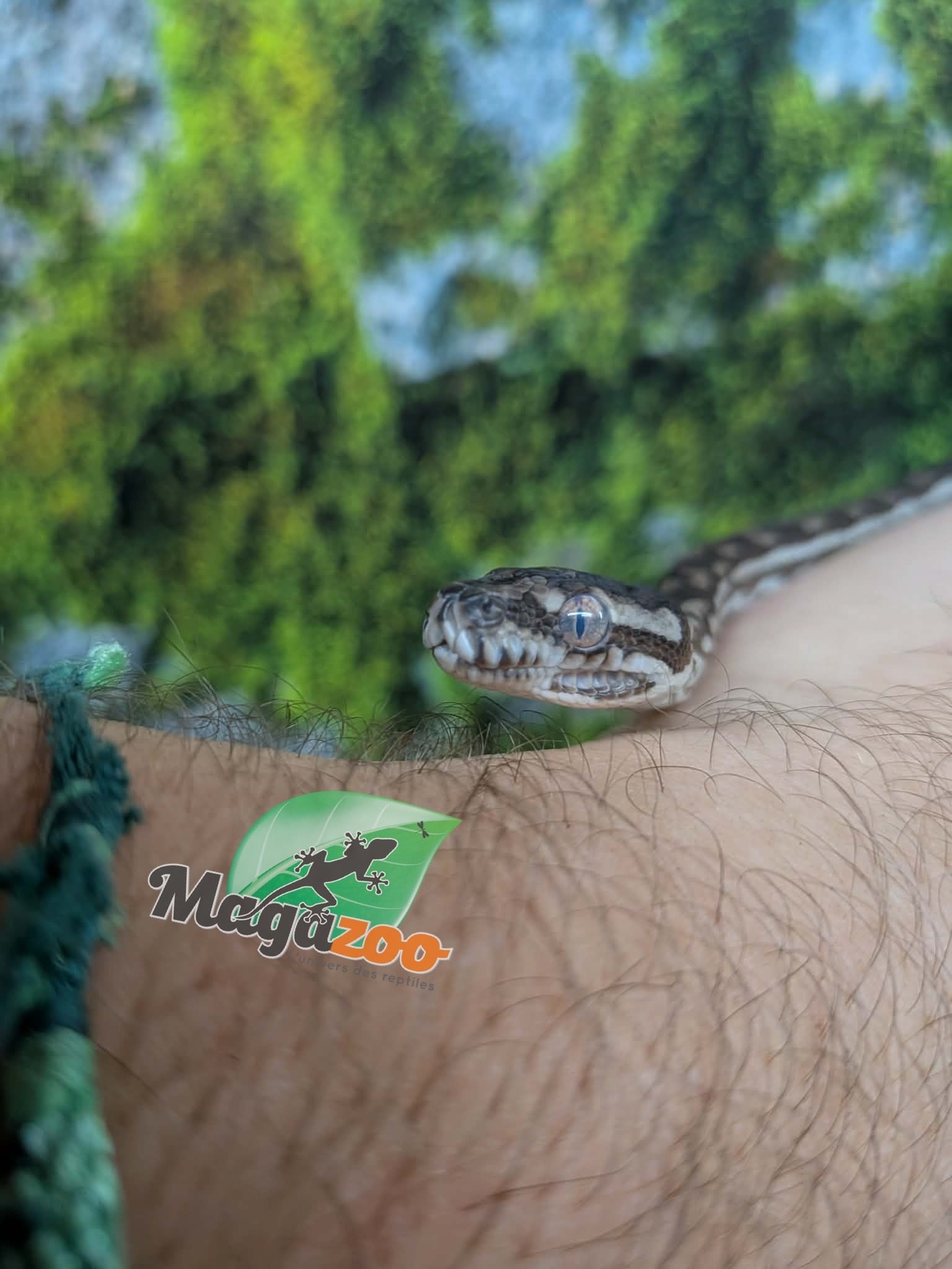 Magazoo Python tapis 'Coastal x diamond' Bébé #3 (Juillet 2026)