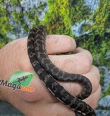 Magazoo Baby Carpet Coastal python 'Coastal x diamond' #3 (July 2026)