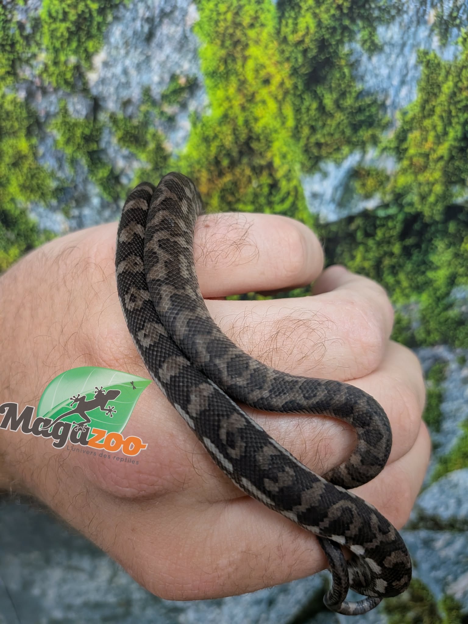 Magazoo Baby Carpet Coastal python 'Coastal x diamond' #3 (July 2026)