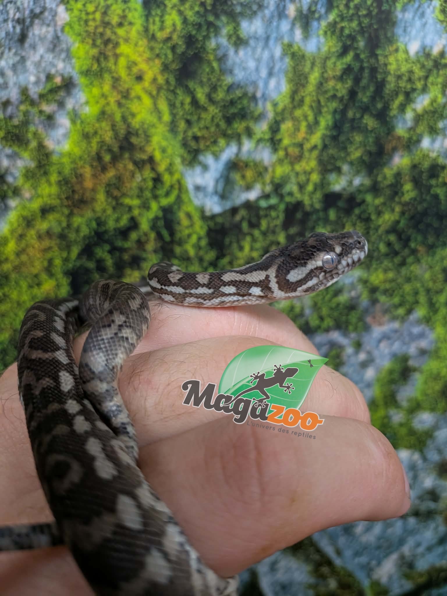 Magazoo Baby Carpet Coastal python 'Coastal x diamond' #3 (July 2026)