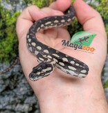Magazoo Baby Carpet Coastal python 'Coastal x diamond' #2 (July 2026)