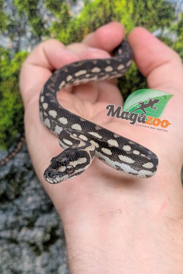 Magazoo Baby Carpet Coastal python 'Coastal x diamond' #2 (July 2026)