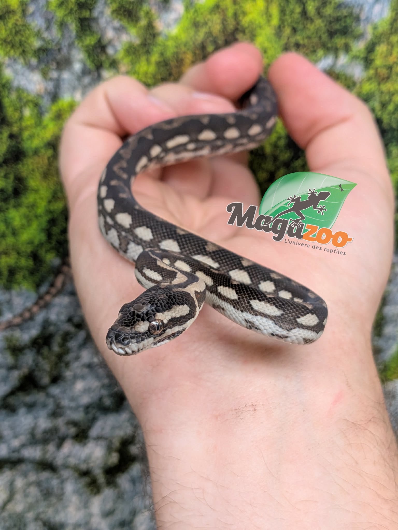 Magazoo Baby Carpet Coastal python 'Coastal x diamond' #2 (July 2026)