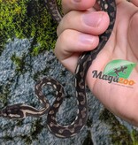 Magazoo Baby Carpet Coastal python 'Coastal x diamond' #2 (July 2026)