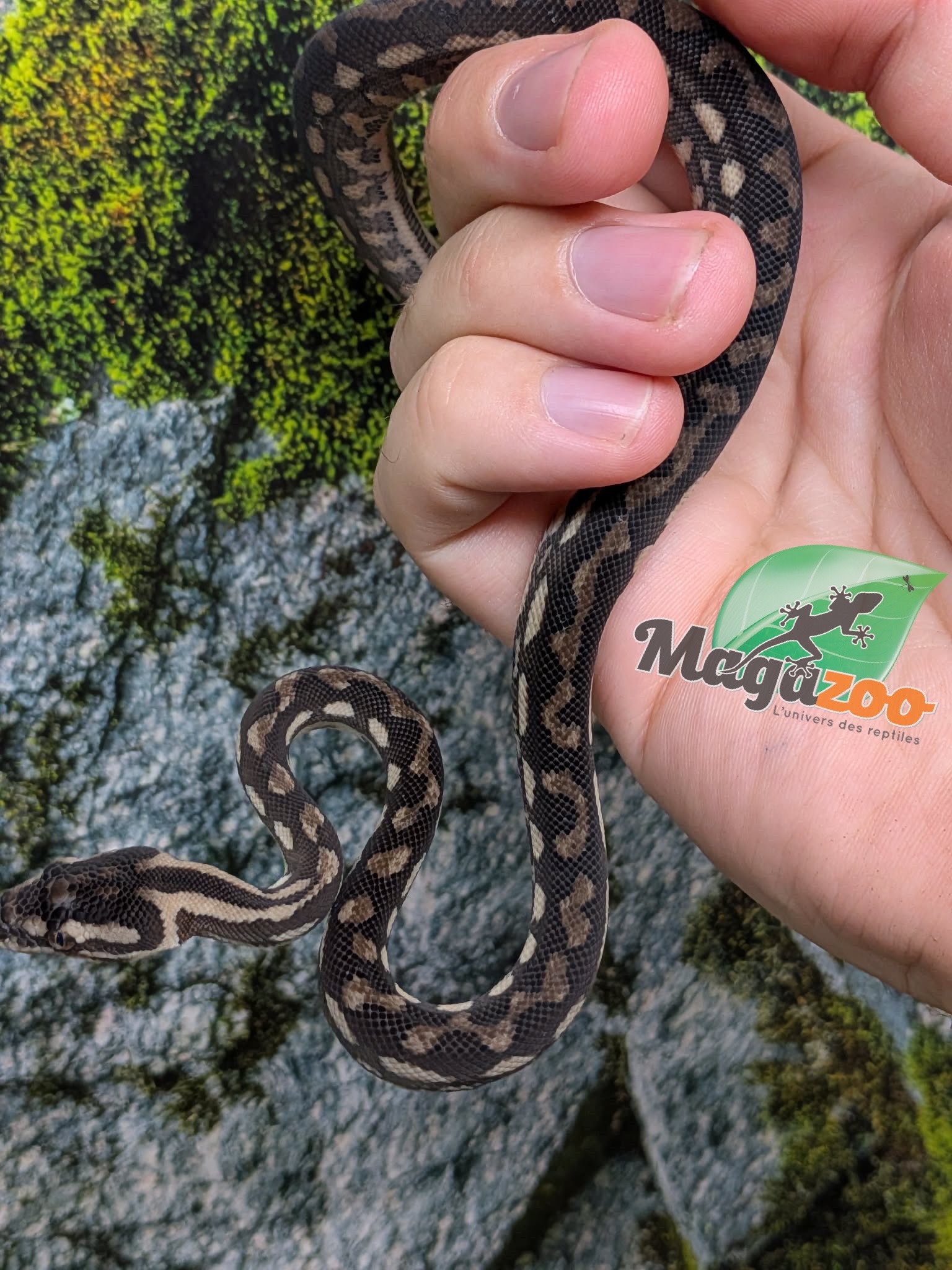 Magazoo Baby Carpet Coastal python 'Coastal x diamond' #2 (July 2026)