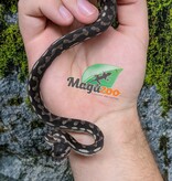 Magazoo Baby Carpet Coastal python 'Coastal x diamond' #2 (July 2026)