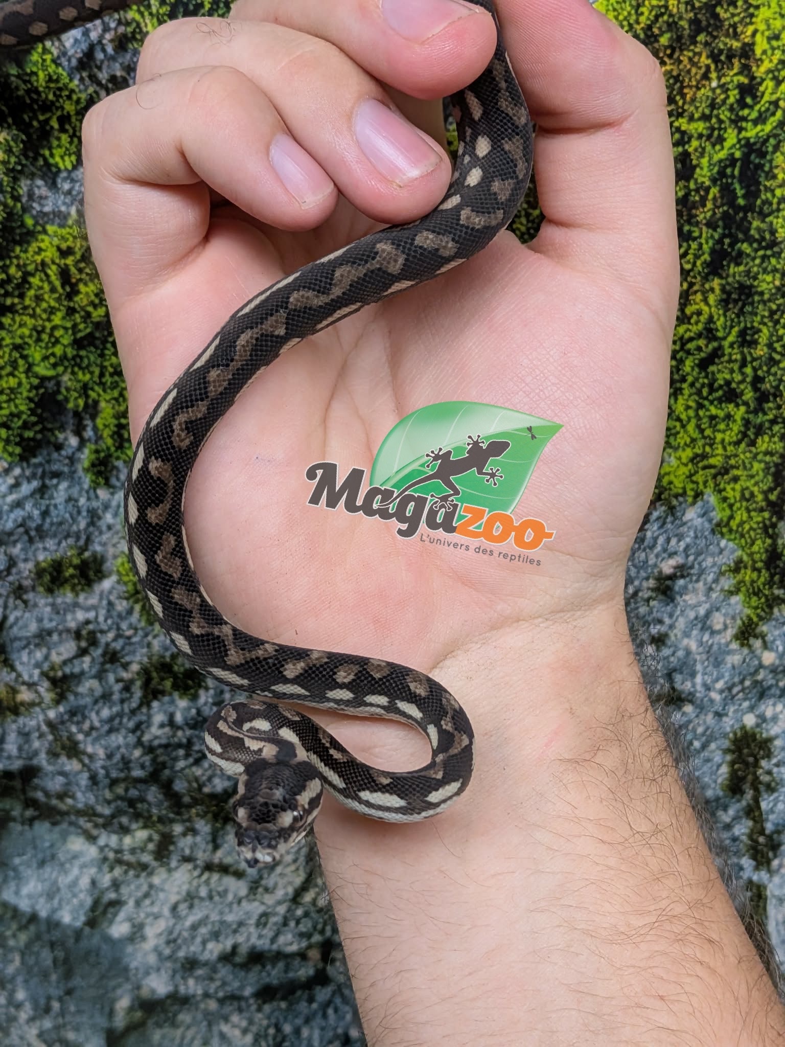 Magazoo Baby Carpet Coastal python 'Coastal x diamond' #2 (July 2026)