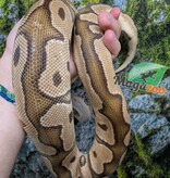 Magazoo Male Fire Clown Mâle Ball python 2-3 years old / 2nd chance - Adoption