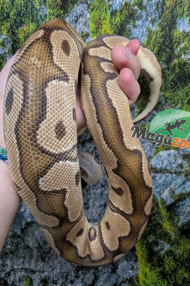 Magazoo Python royal Fire Clown Mâle 2-3 ans / Adoption 2ième chance