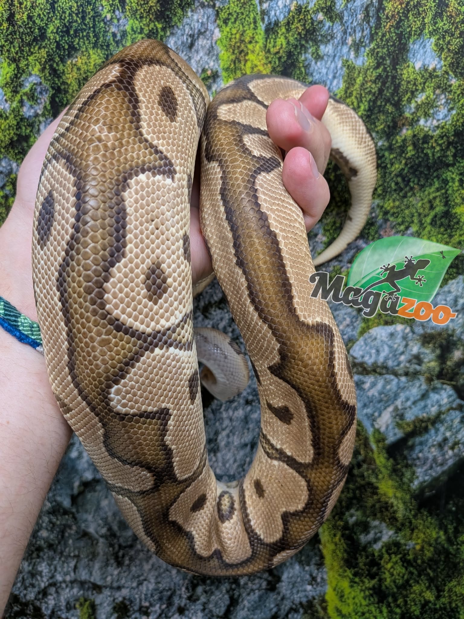 Magazoo Male Fire Clown Mâle Ball python 2-3 years old / 2nd chance - Adoption