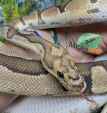 Magazoo Male Fire Clown Mâle Ball python 2-3 years old / 2nd chance - Adoption