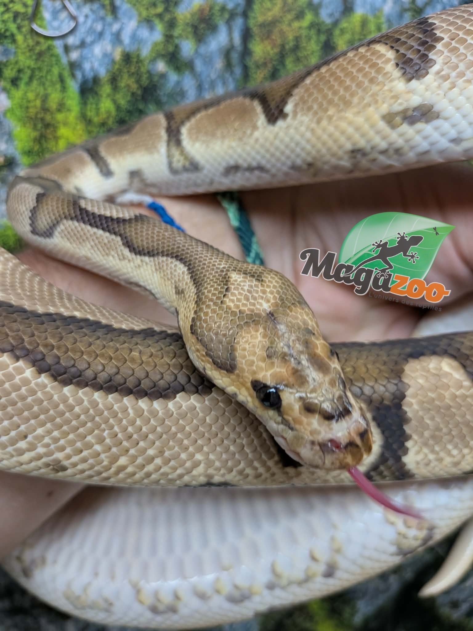 Magazoo Python royal Fire Clown Mâle 2-3 ans / Adoption 2ième chance