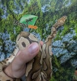 Magazoo Python royal Fire Clown Mâle 2-3 ans / Adoption 2ième chance