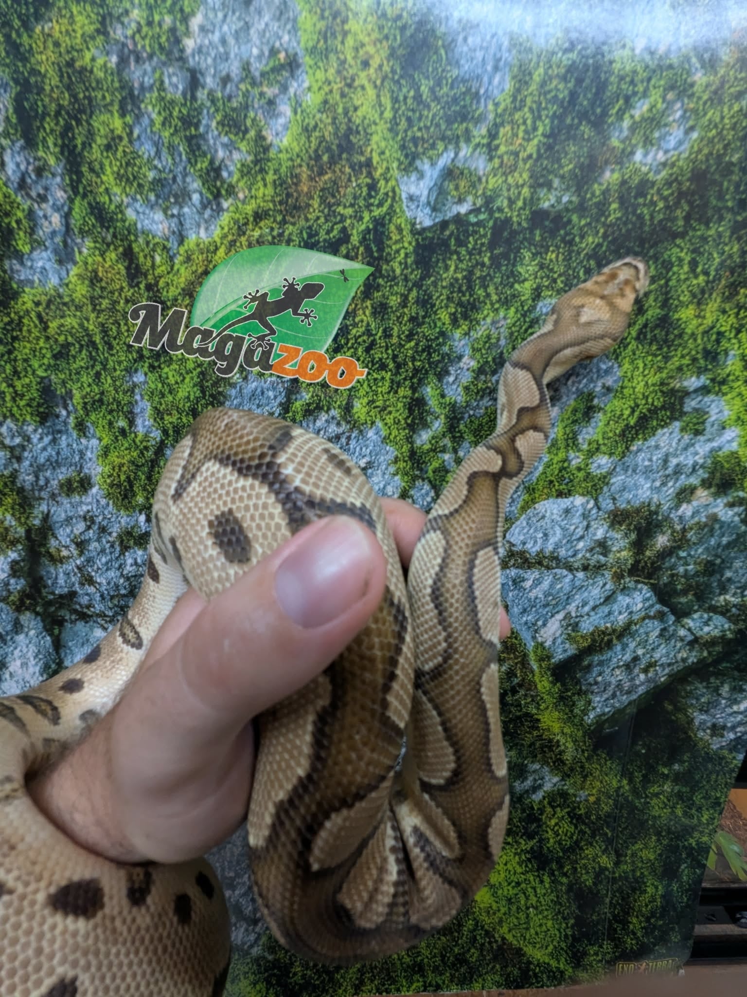 Magazoo Python royal Fire Clown Mâle 2-3 ans / Adoption 2ième chance