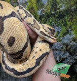 Magazoo Python royal Pastel Femelle 10 ans / Adoption 2ième chance