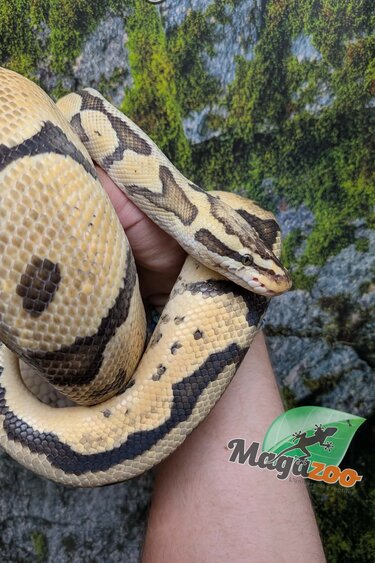 Magazoo Python royal Pastel Femelle 10 ans / Adoption 2ième chance