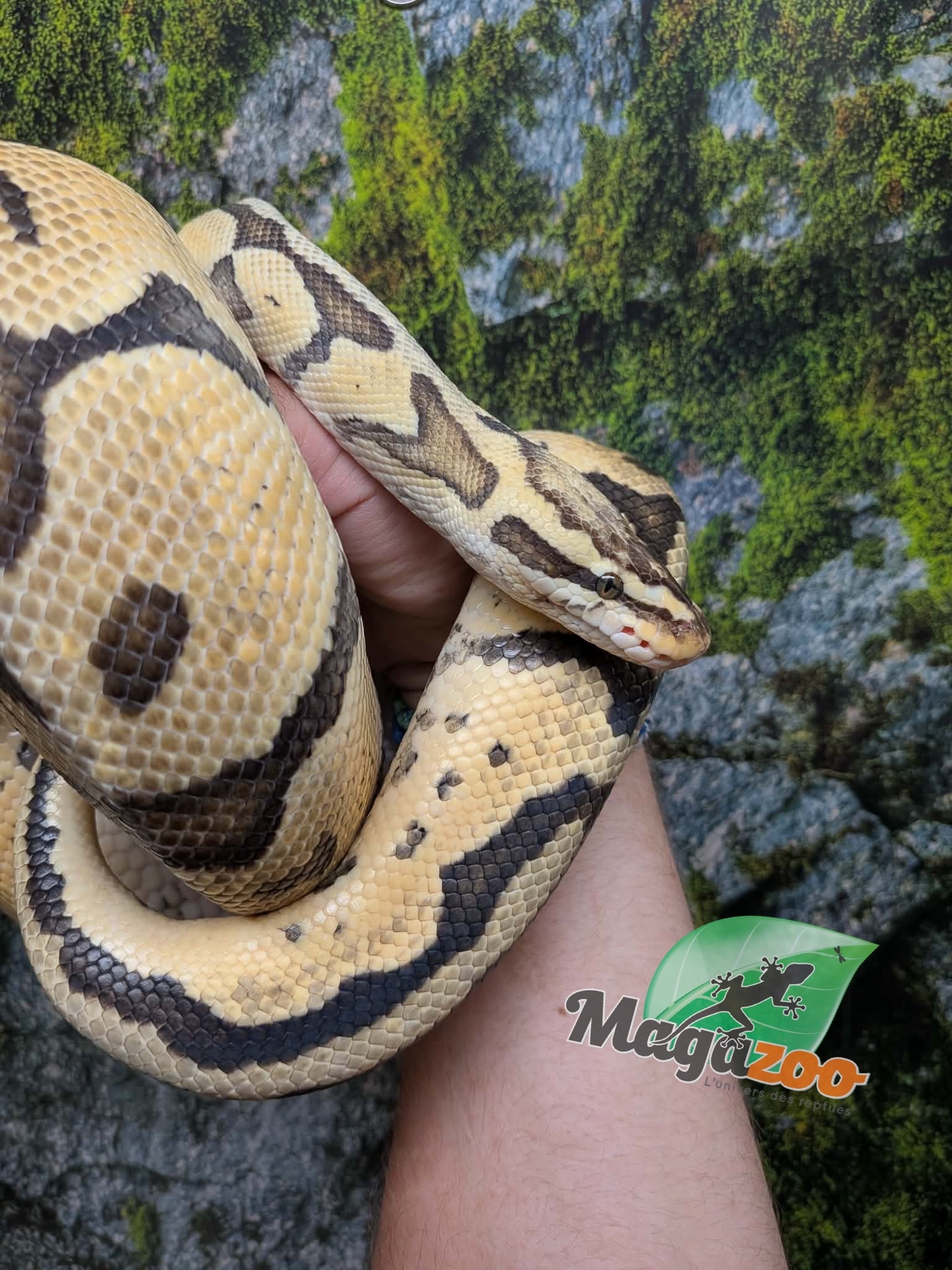 Magazoo Python royal Pastel Femelle 10 ans / Adoption 2ième chance