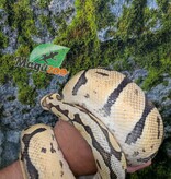 Magazoo Female Pastel Ball python 10 years old / 2nd chance - Adoption
