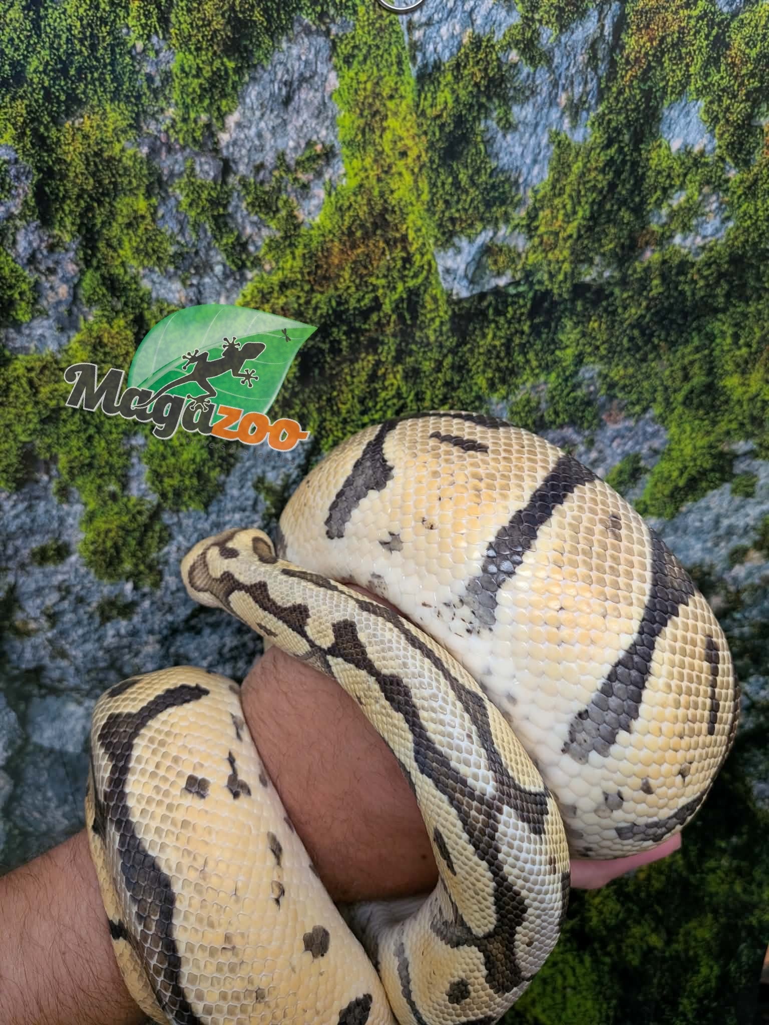 Magazoo Female Pastel Ball python 10 years old / 2nd chance - Adoption