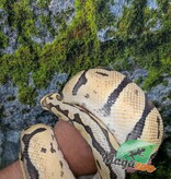 Magazoo Python royal Pastel Femelle 10 ans / Adoption 2ième chance