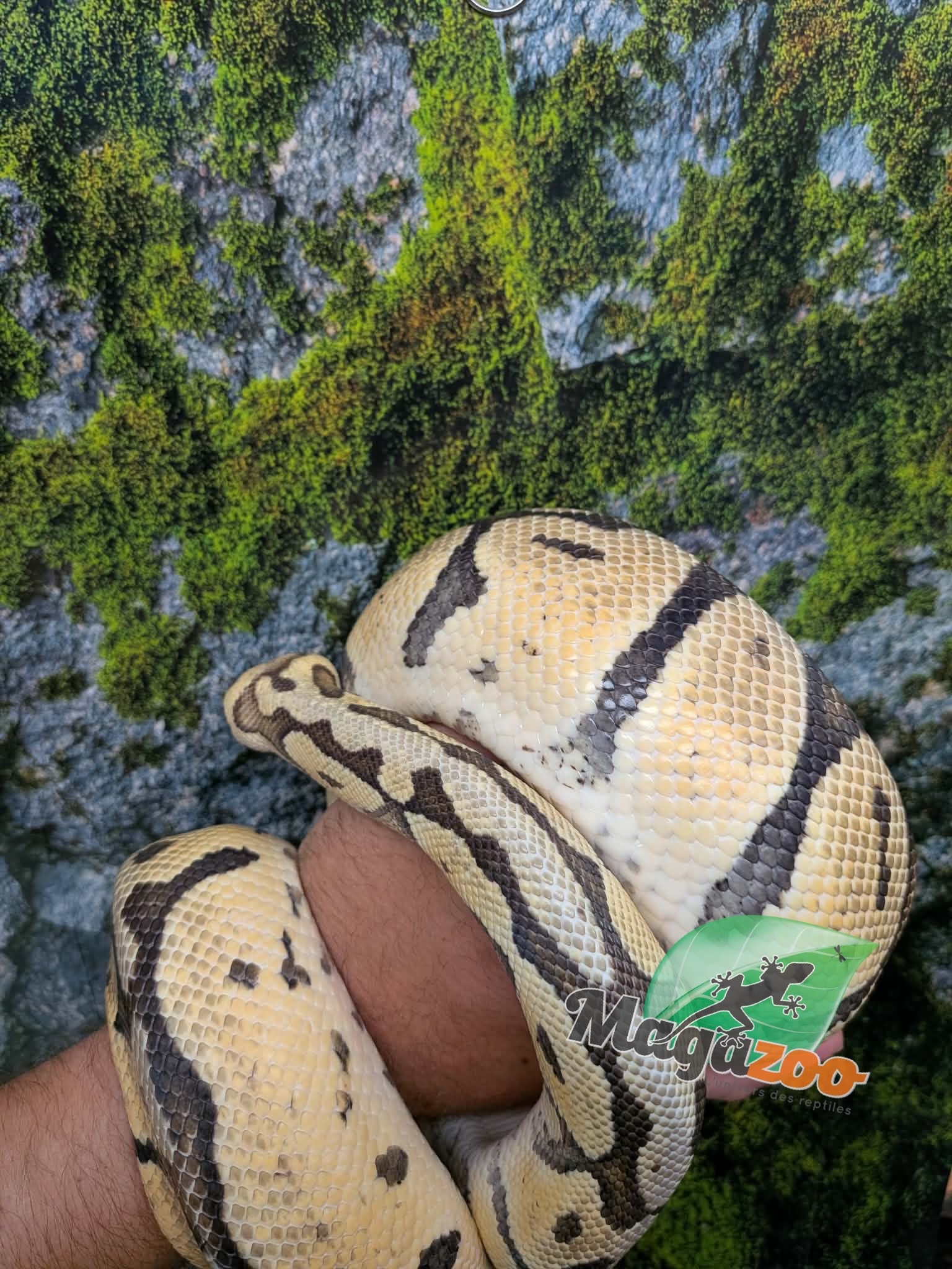 Magazoo Python royal Pastel Femelle 10 ans / Adoption 2ième chance