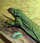 Magazoo Female Sub-Adult Green Iguana 3 years old / 2nd Chance - Adoption
