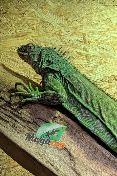 Magazoo Iguane vert Sub-adulte Femelle 3 ans / Adoption 2ième chance manque bout de queue