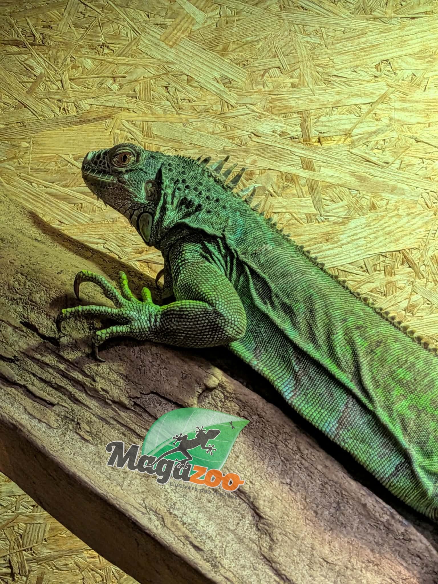 Magazoo Iguane vert Sub-adulte Femelle 3 ans / Adoption 2ième chance manque bout de queue