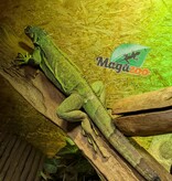 Magazoo Female Sub-Adult Green Iguana 3 years old / 2nd Chance - Adoption