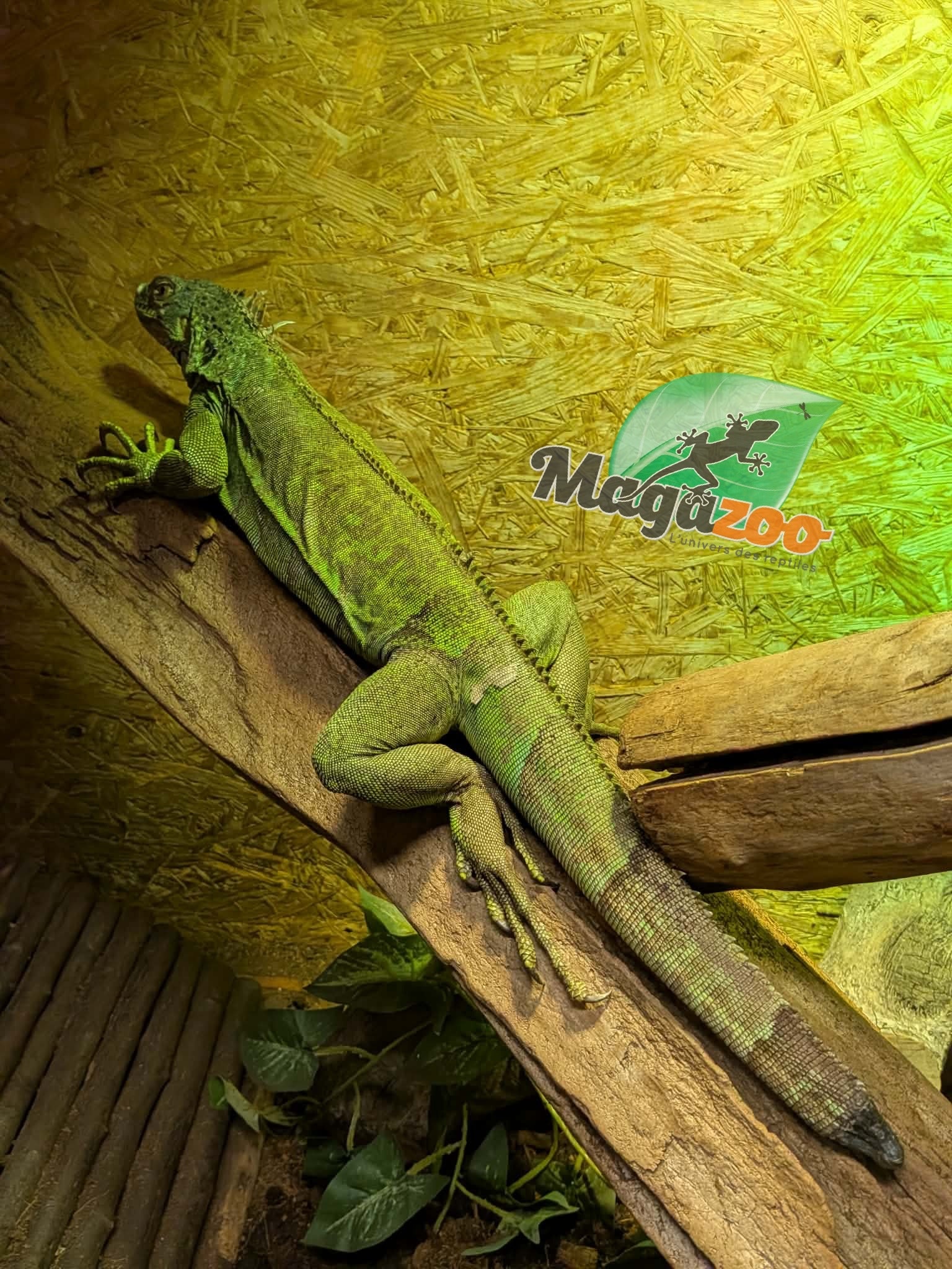 Magazoo Female Sub-Adult Green Iguana 3 years old / 2nd Chance - Adoption