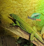 Magazoo Female Sub-Adult Green Iguana 3 years old / 2nd Chance - Adoption