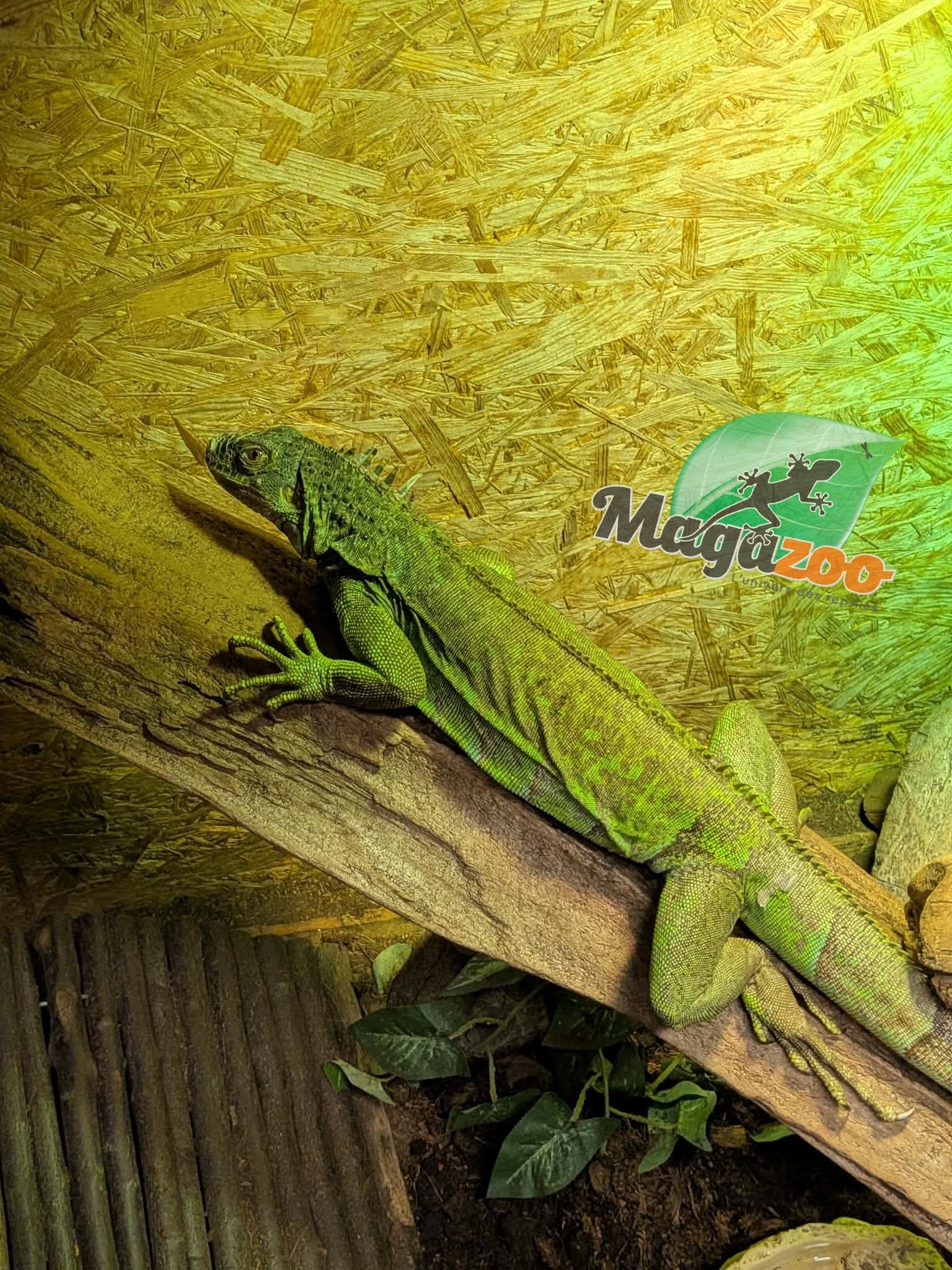 Magazoo Female Sub-Adult Green Iguana 3 years old / 2nd Chance - Adoption
