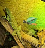 Magazoo Female Sub-Adult Green Iguana 3 years old / 2nd Chance - Adoption