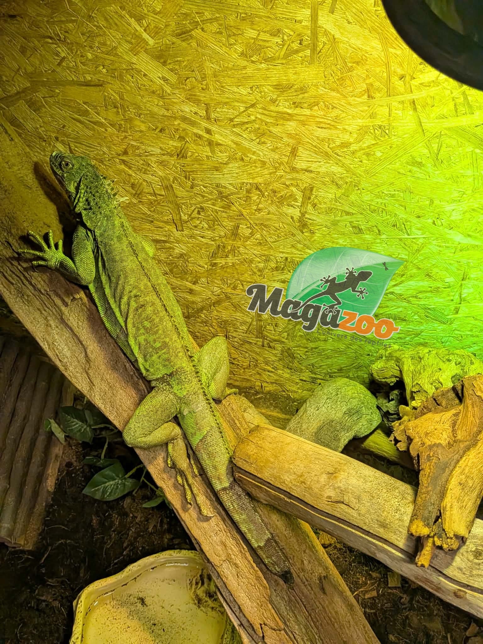 Magazoo Female Sub-Adult Green Iguana 3 years old / 2nd Chance - Adoption