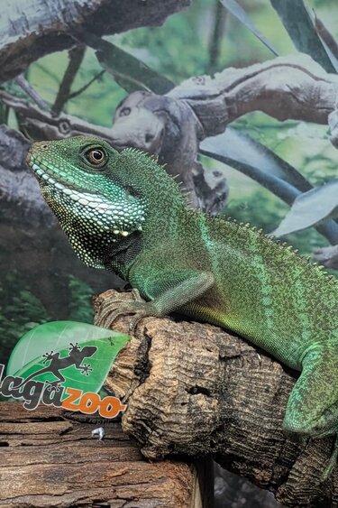 Magazoo Juvenile Chinese water dragon (Captive Bred) 2