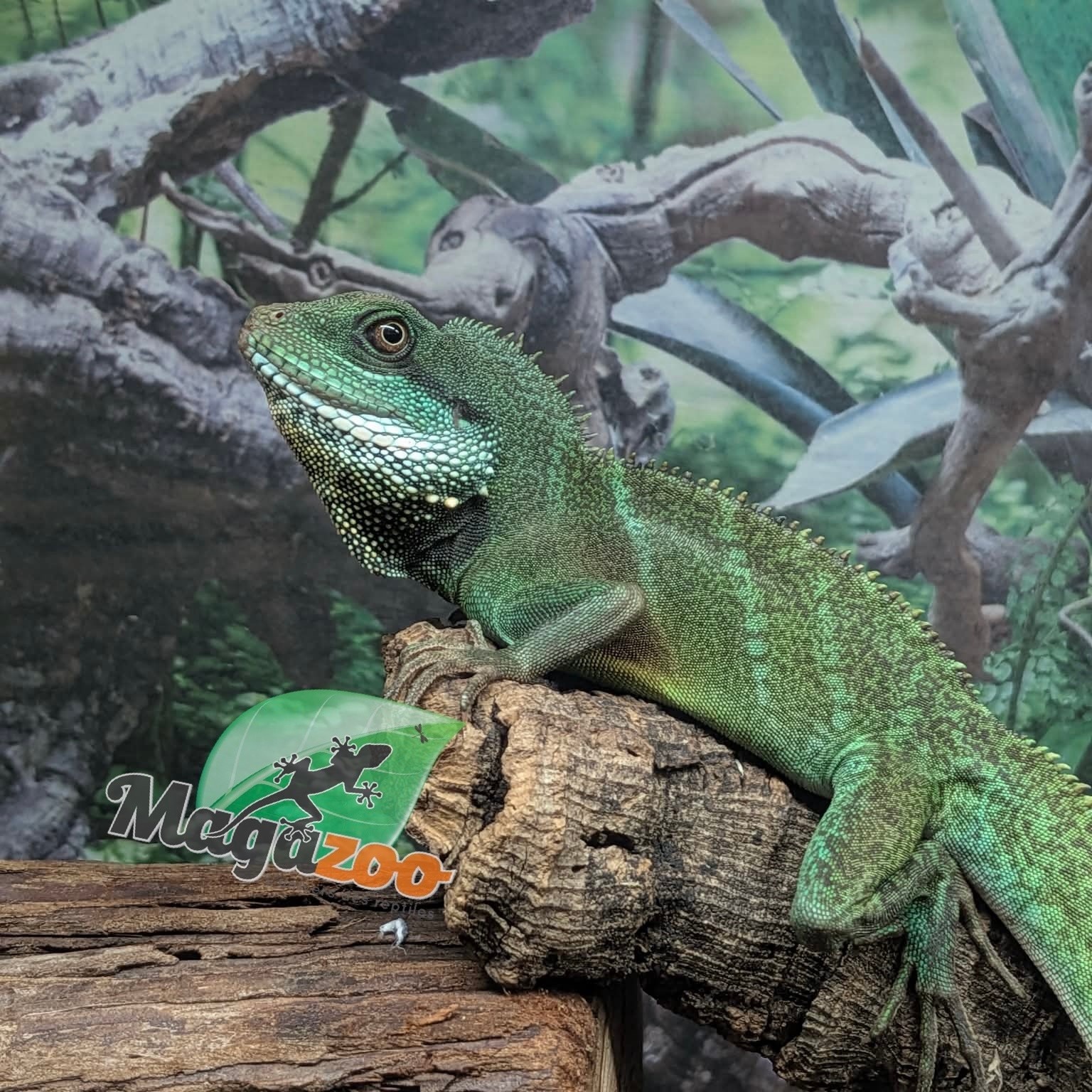 Magazoo Juvenile Chinese water dragon (Captive Bred) 2