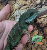 Magazoo Juvenile Chinese water dragon (Captive Bred) 2