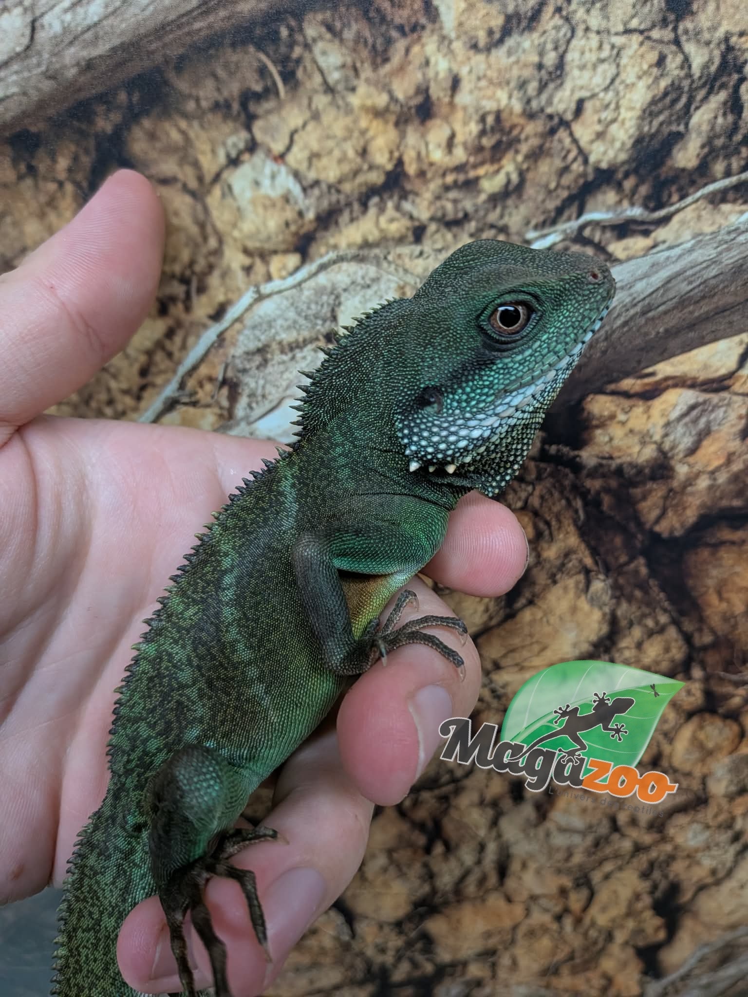 Magazoo Juvenile Chinese water dragon (Captive Bred) 2