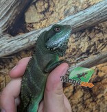 Magazoo Juvenile Chinese water dragon (Captive Bred) 2