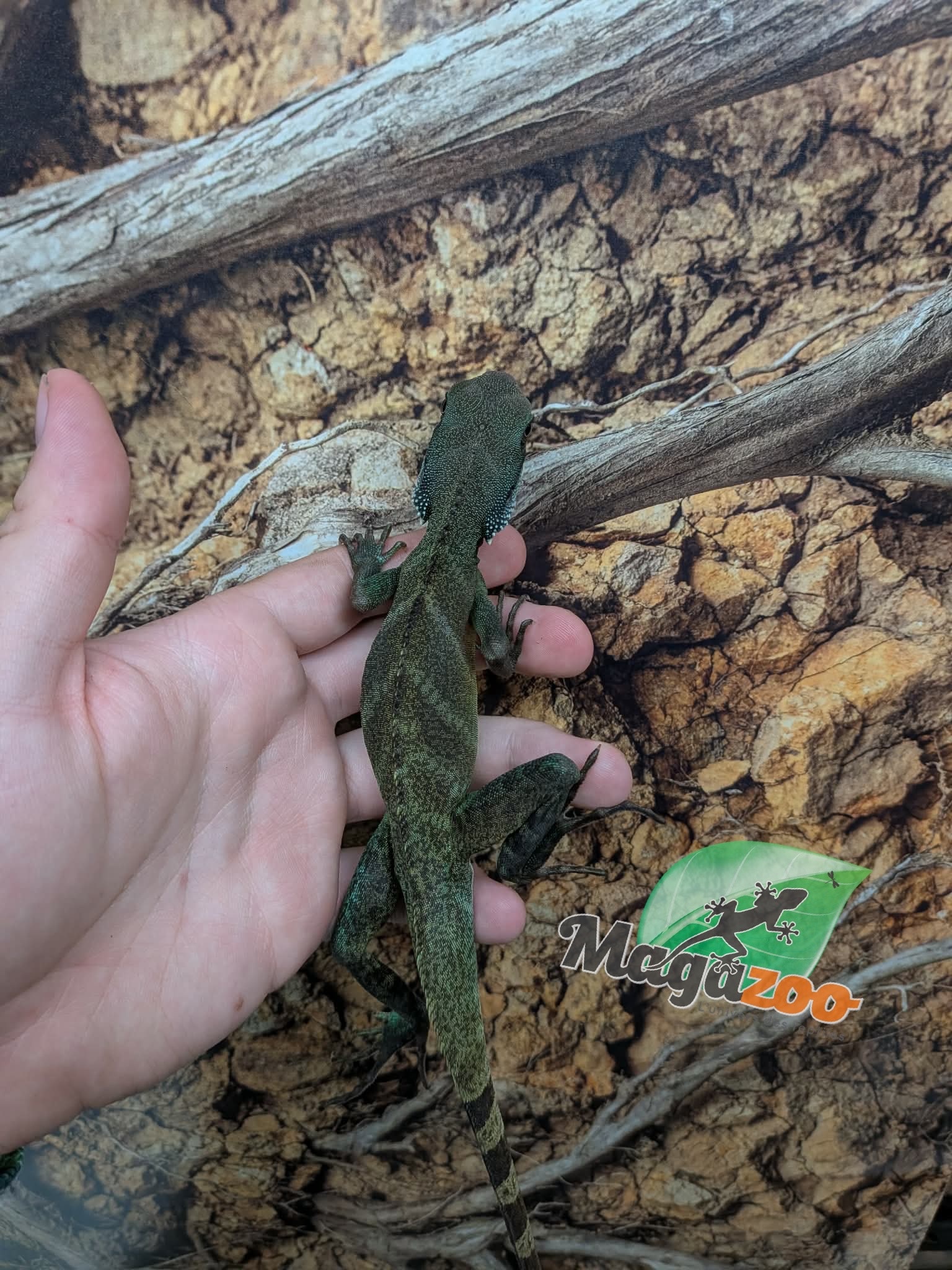 Magazoo Juvenile Chinese water dragon (Captive Bred) 2