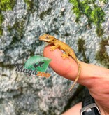 Magazoo Baby Crested Gecko #6 (July 2026)