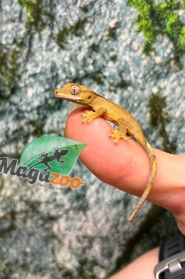 Magazoo Baby Crested Gecko #6 (July 2026)