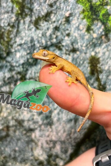 Magazoo Gecko à crête Bébé #6 (Juillet 2026)