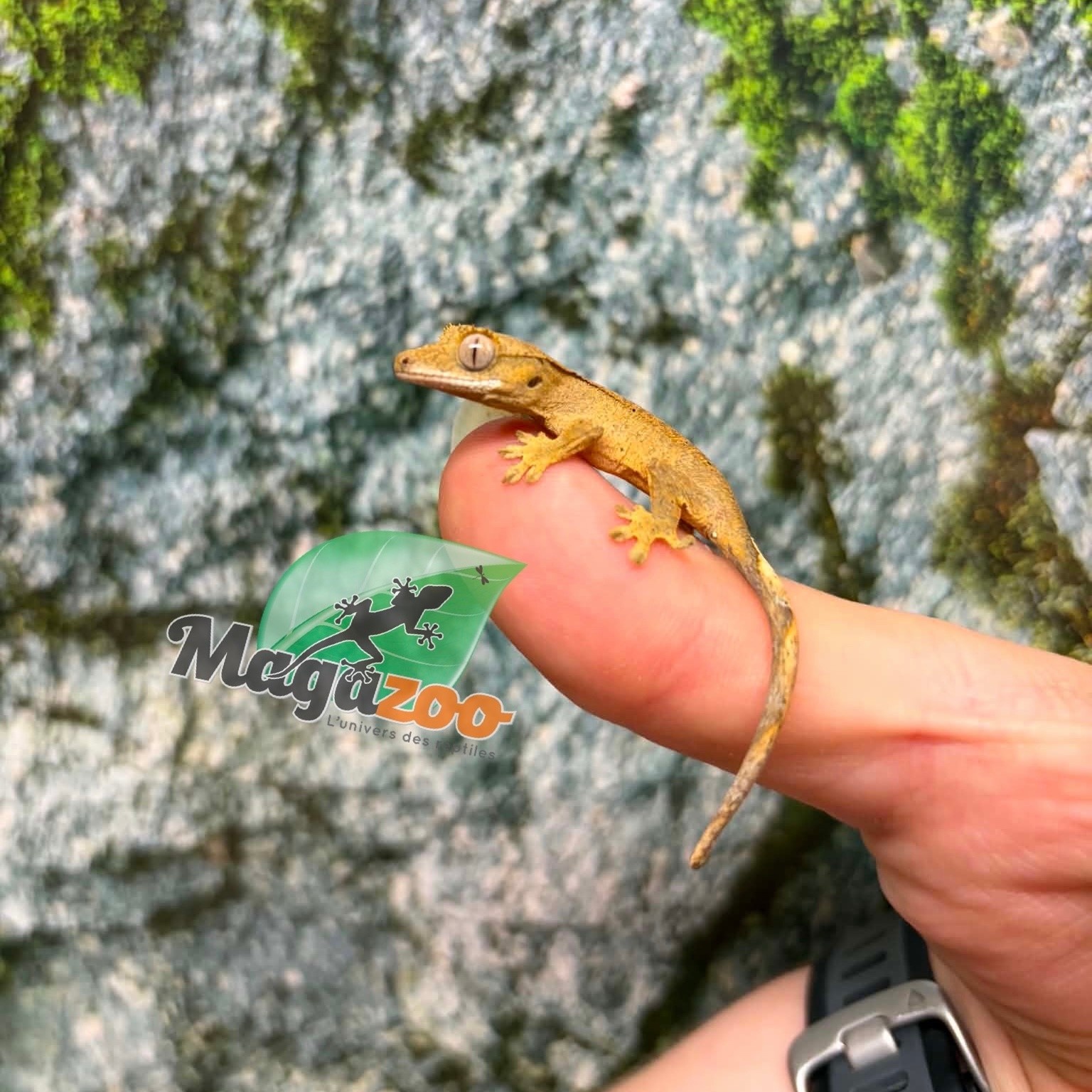 Magazoo Baby Crested Gecko #6 (July 2026)