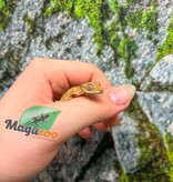 Magazoo Baby Crested Gecko #6 (July 2026)