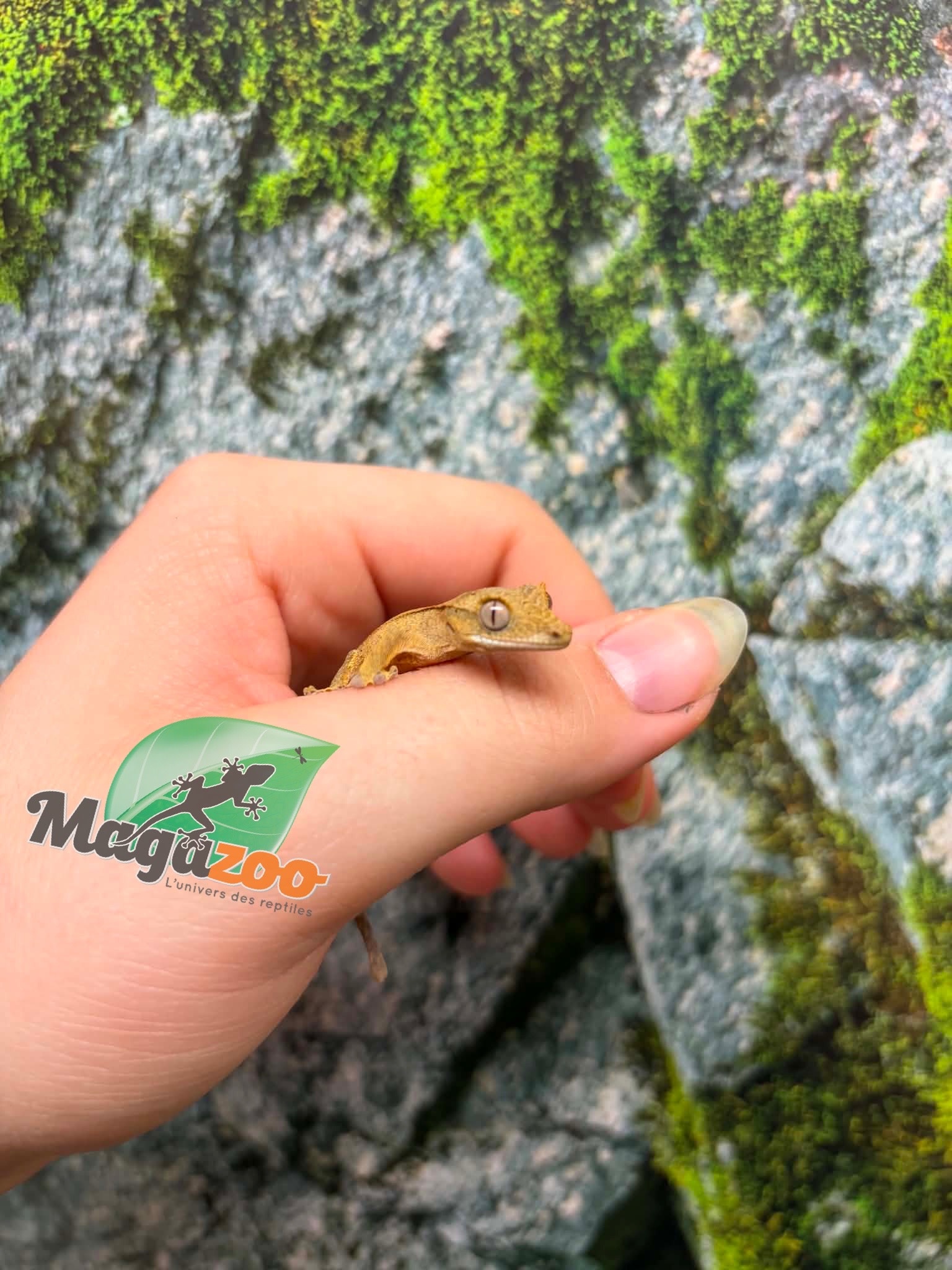 Magazoo Baby Crested Gecko #6 (July 2026)